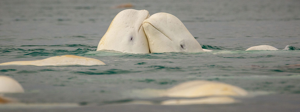 pod of beluga whales snuggling above water line