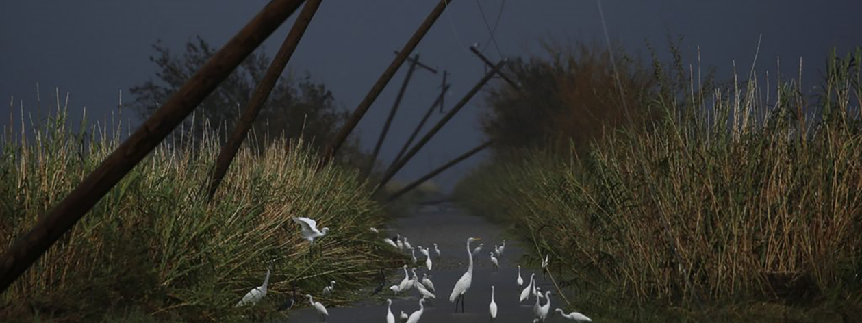 Photo showing birds walking on a pathway, with telephone poles leaning sideways above and a stormy, dark sky.